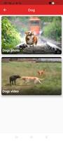 Cat And Dog screenshot 1