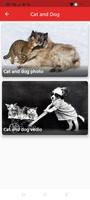 Cat And Dog screenshot 2