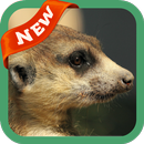 Mongoose Wallpaper APK