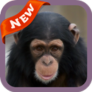 Monkey Wallpaper APK