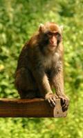 Monkey Wallpaper 海報