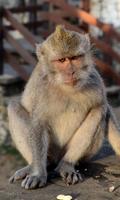 Monkey Wallpaper 截圖 1