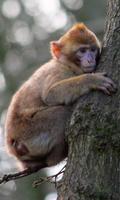 Monkey Wallpaper 截圖 2