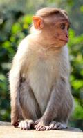 Monkey Wallpaper 截圖 3