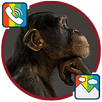 Monkey - RINGTONES and WALLPAPERS APK