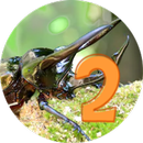 Insect Catching 2 APK