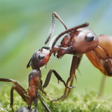 AntLive Zeichen
