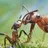 AntLive | Муравьиный симулятор APK