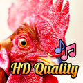 MOS - Rooster Sounds