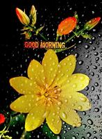 برنامه‌نما GIF Good Morning Flowers عکس از صفحه