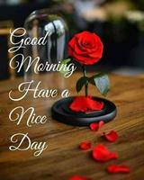 Good morning evening night messages and images Gif پوسٹر