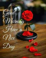 Good morning evening night messages and images Gif Poster