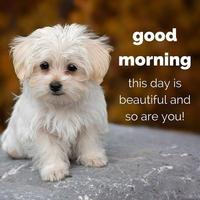 Good morning evening night messages and images Gif 截圖 3