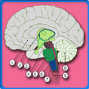 Anatomy Of The Human Brain aplikacja