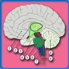 Anatomy Of The Human Brain आइकन