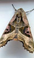 Moth Wallpaper plakat