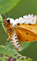 Moth Wallpaper screenshot 2