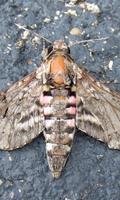 Moth Wallpaper screenshot 3