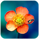 Elegant Flower Wallpaper APK