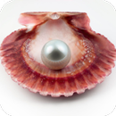 Perl & Shell HD Wallpaper APK