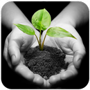 Small Plant Wallpaper APK