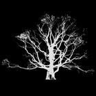 Crake Trees icon
