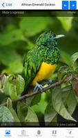 Birds of Africa تصوير الشاشة 2