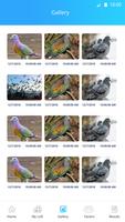 Twilight Pigeon ภาพหน้าจอ 3