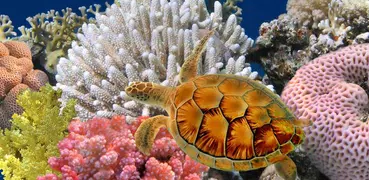 Marine Life Puzzle