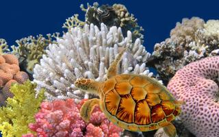 Marine Life Puzzle постер