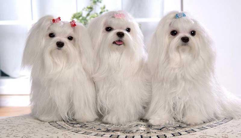 Hunde Puzzle Kostenlos Hunde Puzzle Kostenlos