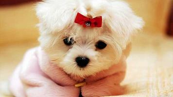かわいい犬のパズル ポスター