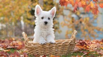 かわいい犬のパズル スクリーンショット 2