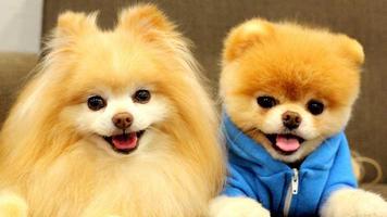 Bonito Cães Quebra-cabeça imagem de tela 2