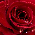 Rose Wallpaper Set