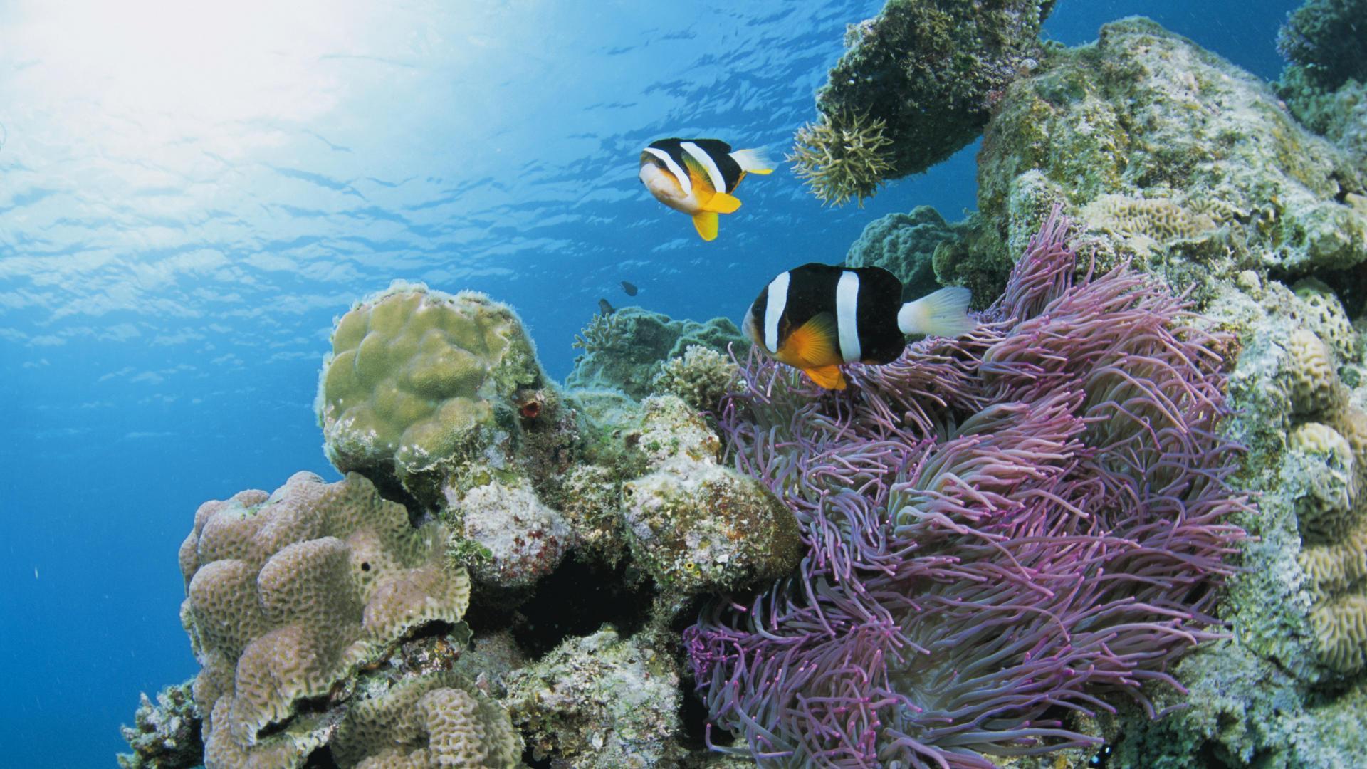 Live more fish. Косумель риф. Живой риф красное море. Жак Ив Кусто большой Барьерный риф. Подводный мир океана.