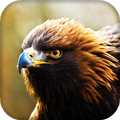Eagle Live Wallpaper : 7fon & LWP