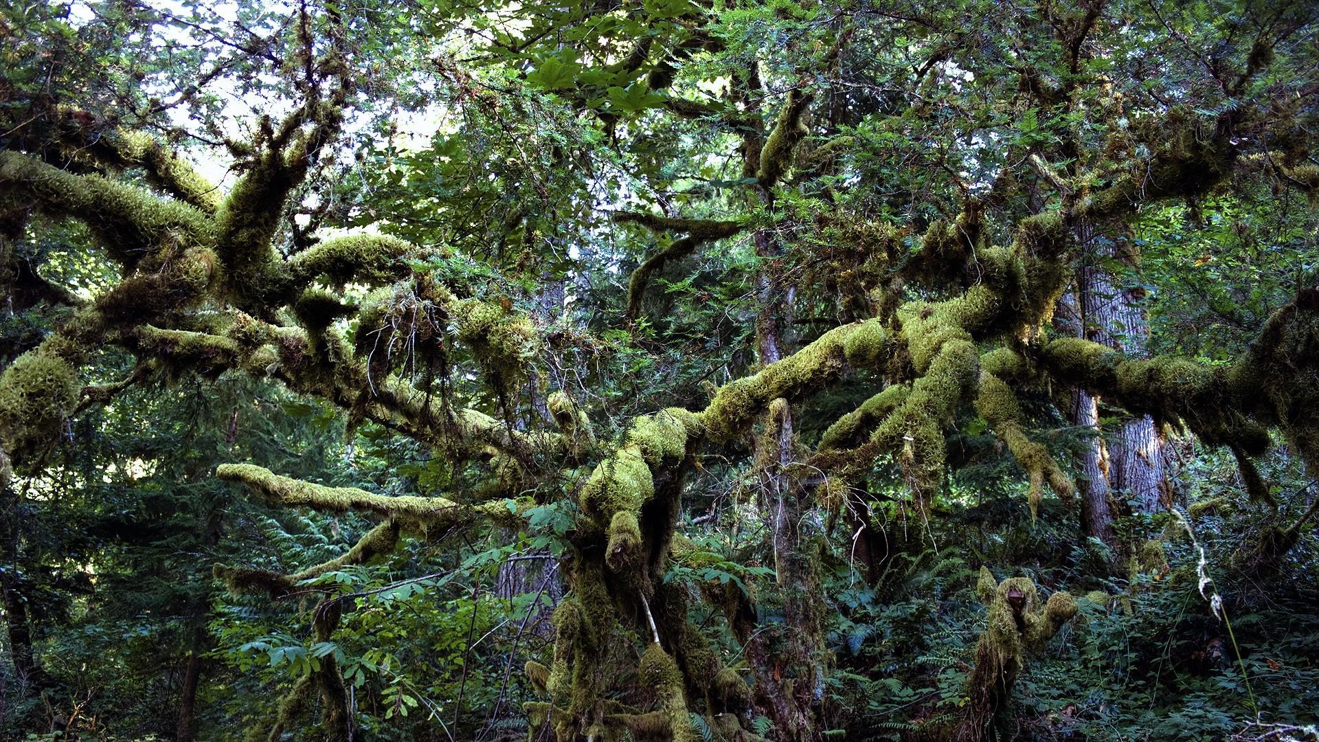Джунгли новороссийск. Лианы джунгли крона. Лиановый лес Англия. Дальневосточный лес лианы. Лишайники тропического леса.