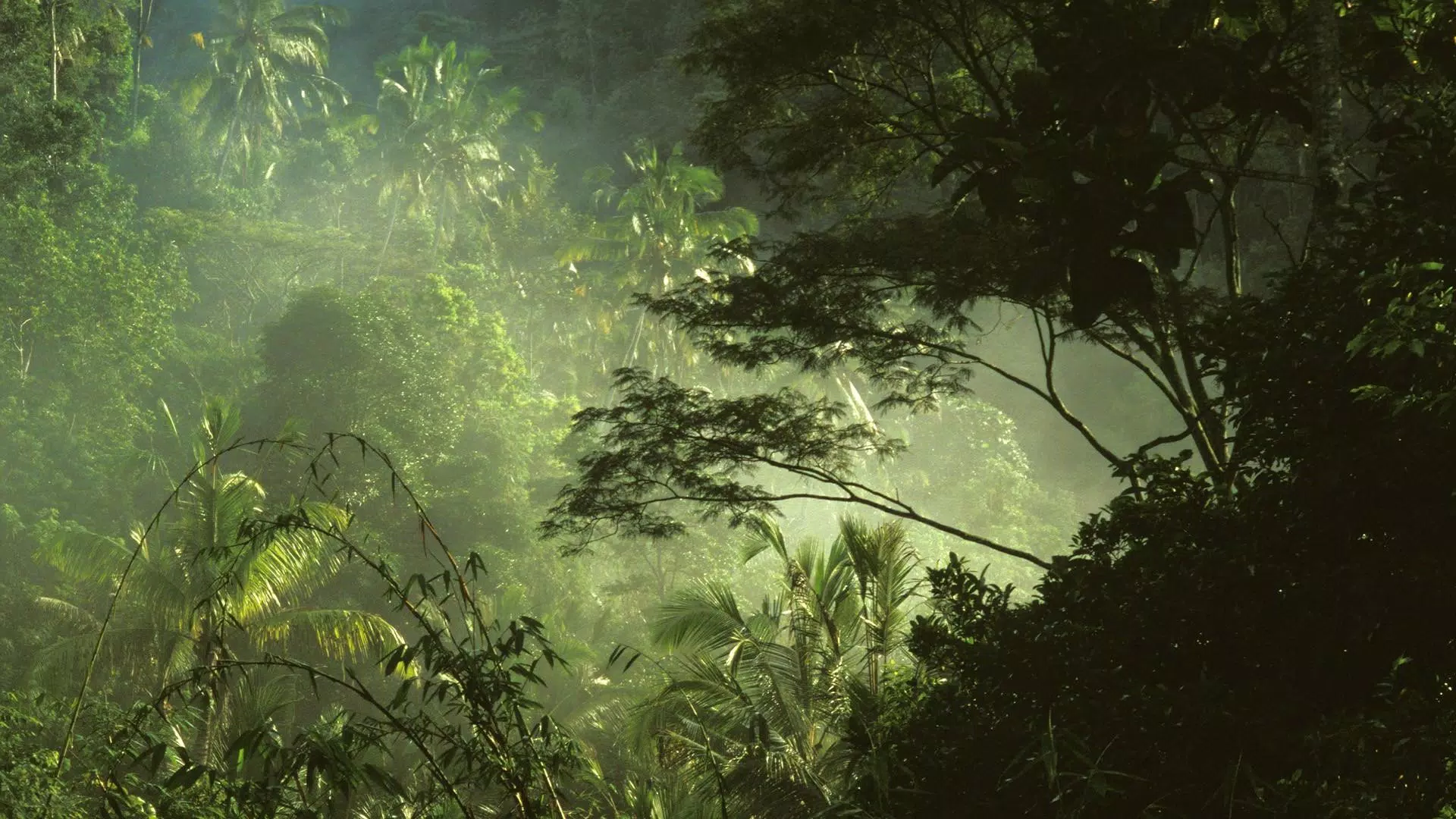 Android向けのjungle Live Wallpaper Apkをダウンロードしましょう