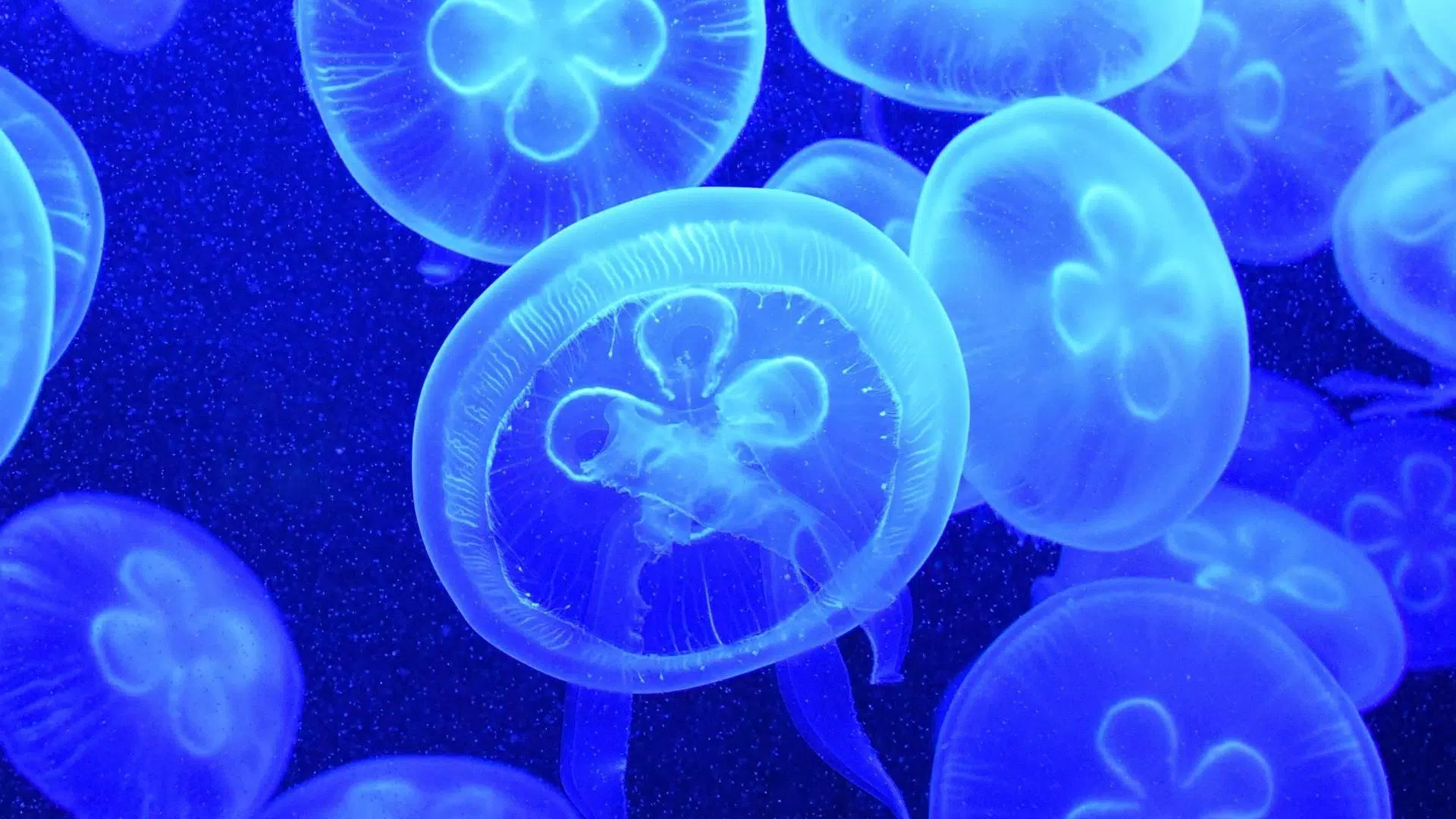 Tải xuống APK Jellyfish Live Wallpaper cho Android Tải xuống APK Jellyfish Live Wallpaper cho Android