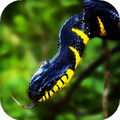 Snake Live Wallpaper : 7fon & LWP