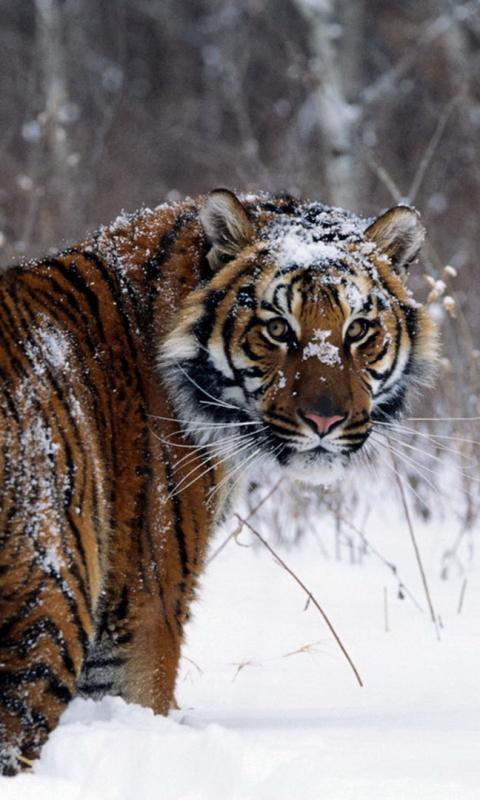 Android ฤฐndirme iรงin Tiger Live Wallpaper APK
