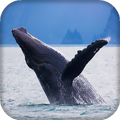 Whale Live Wallpaper : 7fon & LWP