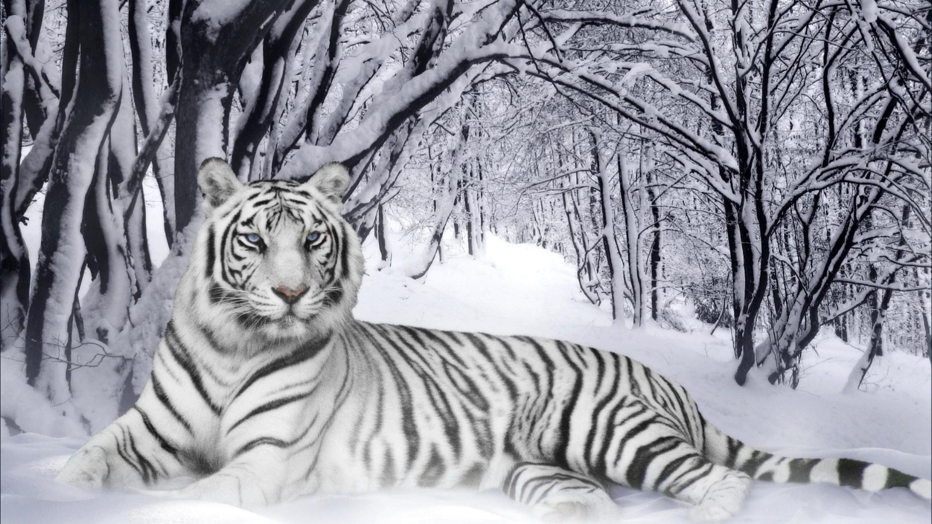 White Tiger Live Wallpaper for Android - APK Download