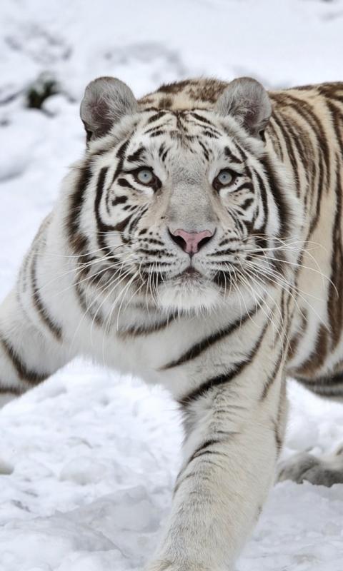 White Tiger Live Wallpaper APK untuk Unduhan Android