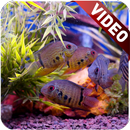 Aquarium Video Live Wallpaper-APK