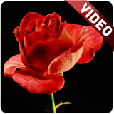 Blooming Roses Video Wallpaper آئیکن