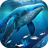 Blue Whale Video Wallpapers