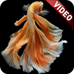 I Fish Video Live Wallpaper