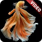 I Fish Video Live Wallpaper icon